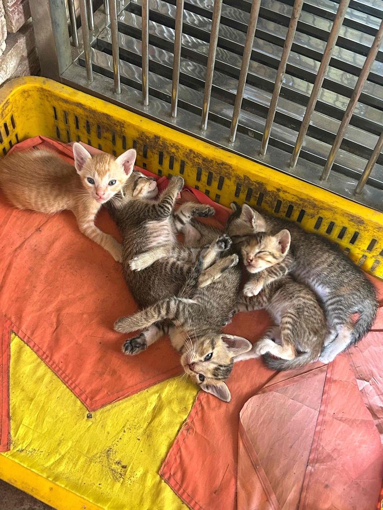Mèo con Vàng, Sọc vằn. Mua bán Mèo tại Huyện Giồng Trôm Bến Tre được đăng bởi Nguyễn Thị Lam Phương hình 1