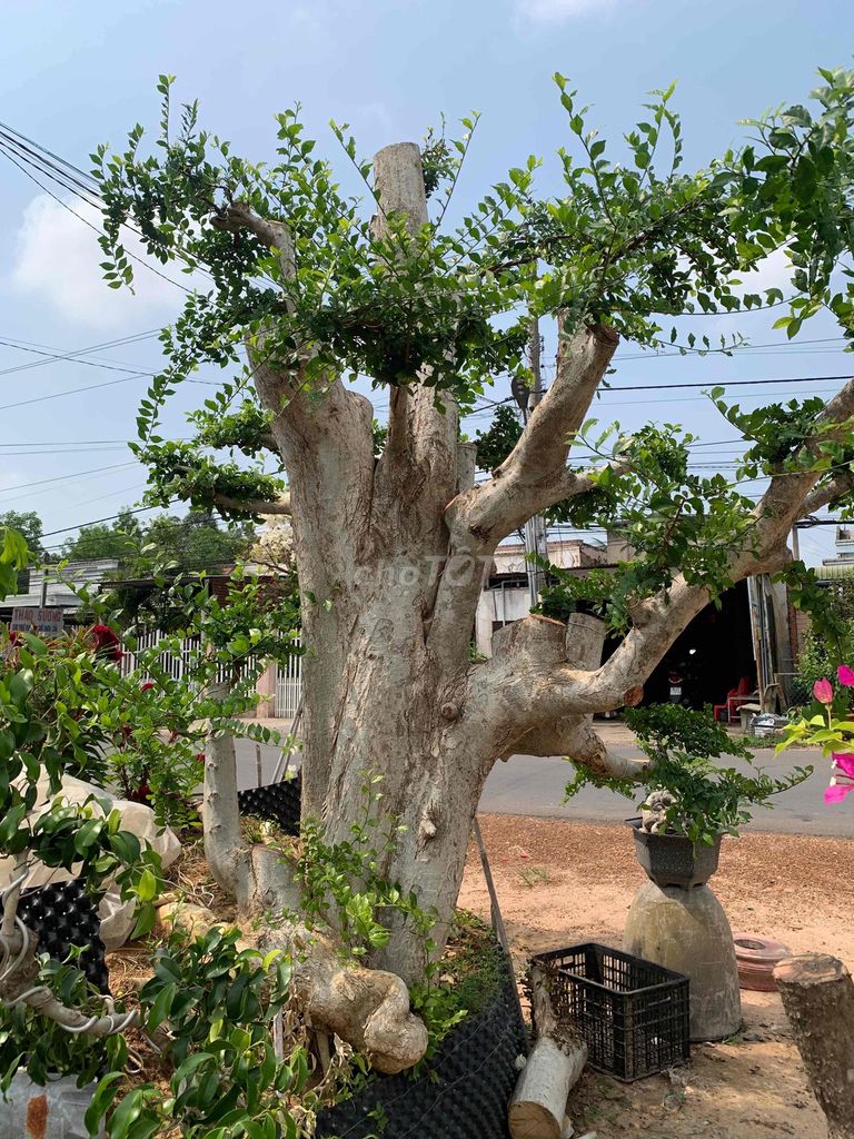 Cây công trình, công viên, vĩa hè, sân vườn. Mua bán Cây cảnh, đồ trang trí tại Thành phố Tây Ninh Tây Ninh được đăng bởi PCCC Tây Ninh hình 1