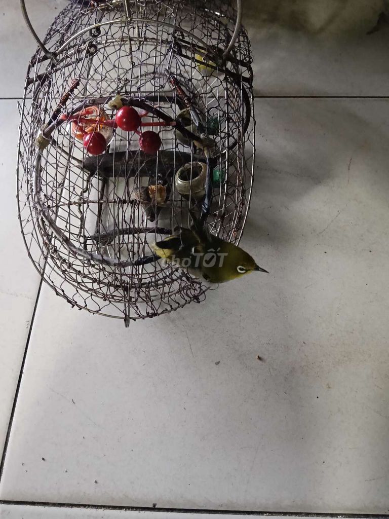Khuyên  đang tập mồi hay. Mua bán Chim tại Quận Tân Phú Tp Hồ Chí Minh được đăng bởi a ba hình 1