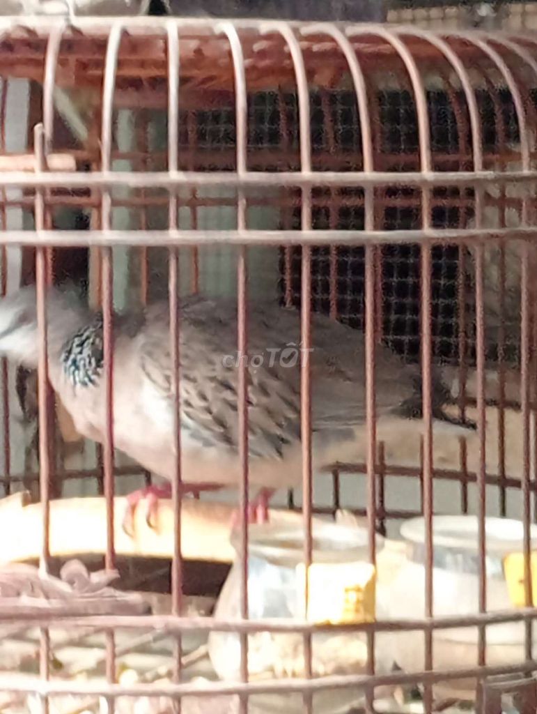 Chim cu gáy Việt. Mua bán Chim tại Thành phố Sóc Trăng Sóc Trăng được đăng bởi hải p3 hình 1