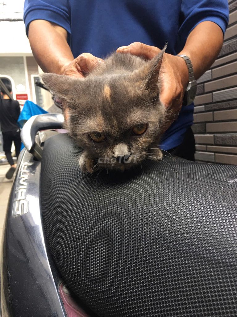 Mèo Anh Lông Ngắn Lai. Mua bán Mèo tại Quận Bình Thạnh Tp Hồ Chí Minh được đăng bởi Nguyễn Thị Mỹ Hiền hình 6