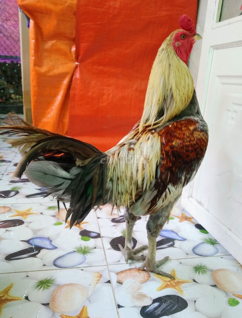 🐔 Asil Mỹ 3kg5 tay cục lông mới đuôi đang ra