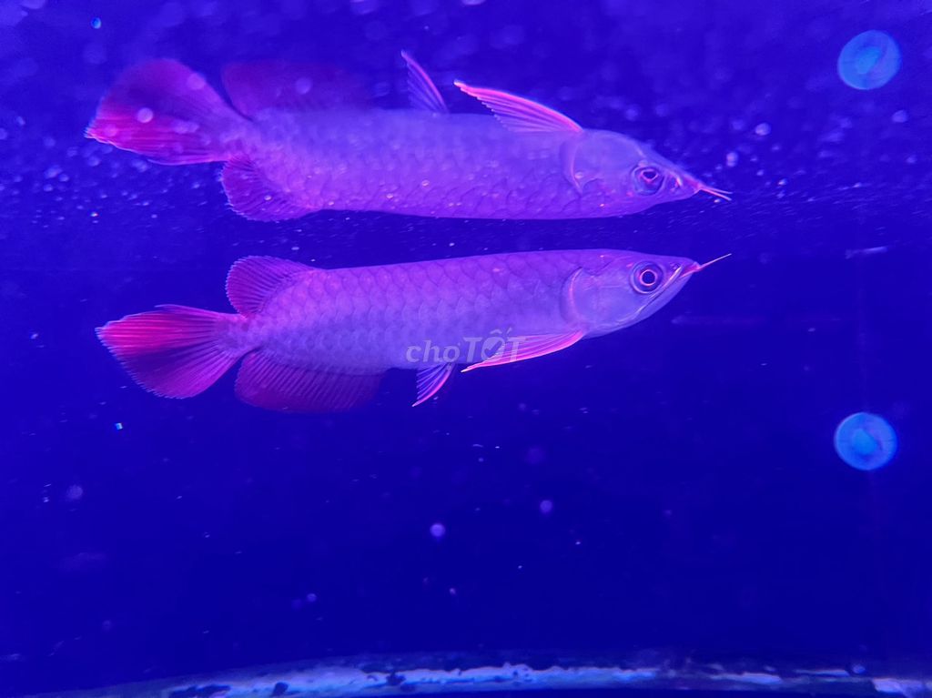 Huyết long Indo,U 19/20cm_đầu muỗng,đuôi to,ửng đỏ. Mua bán Thú cưng khác tại Quận Bình Tân Tp Hồ Chí Minh được đăng bởi cacanhnamlong hình 4