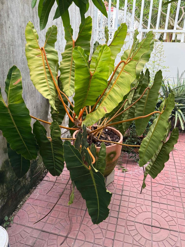 Cây kiểng lá Hạt chân cam Sống khoẻ. Mua bán Cây cảnh, đồ trang trí tại Huyện Long Hồ Vĩnh Long được đăng bởi Nguyên Racing hình 1