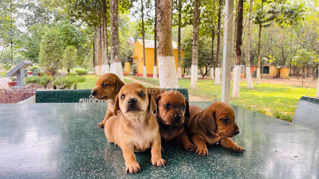 Chó lạp xưởng 1 tháng tuổi. Mua bán Chó tại Thành phố Biên Hòa Đồng Nai được đăng bởi Duy hình 1