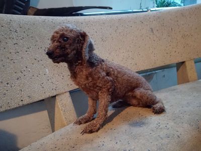 Cặp chó poodle cái nâu 12 tháng.