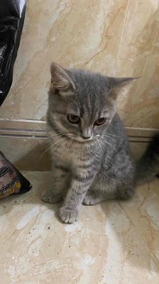Mèo Aln chân lùn xám vằn 3 tháng