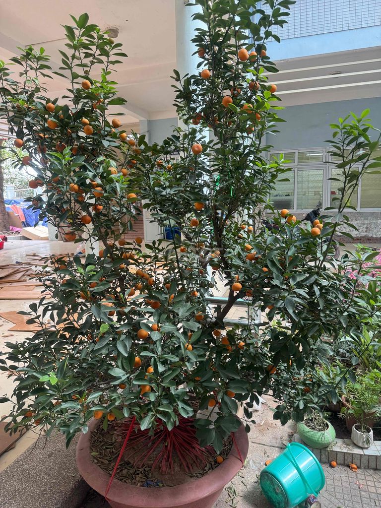 bán cây quất cảnh. Mua bán Cây cảnh, đồ trang trí tại Quận Cầu Giấy Hà Nội được đăng bởi Nguyễn Văn Phong hình 1