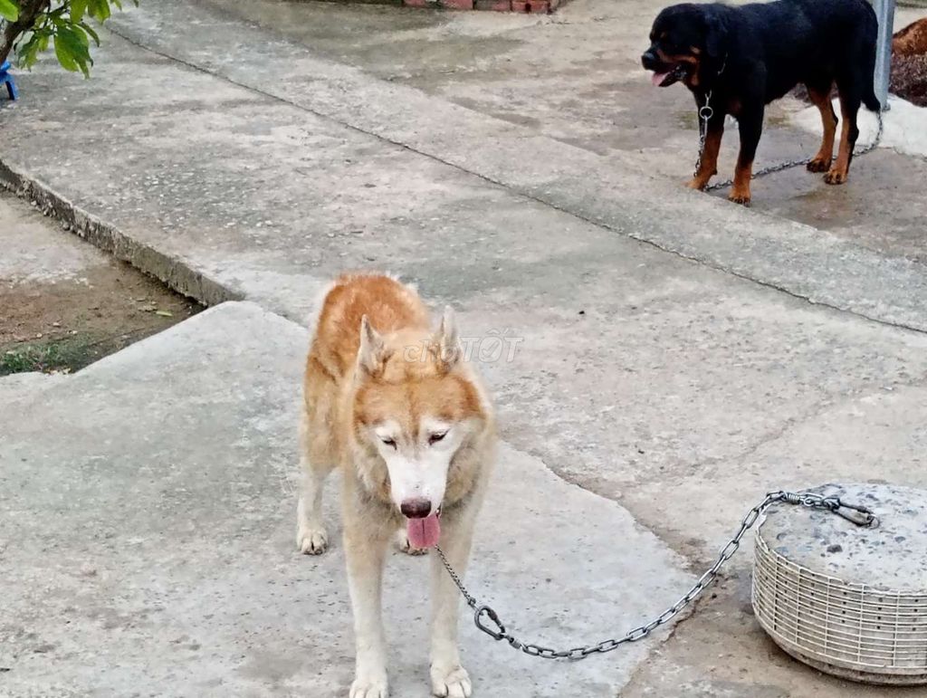Chó Husky Đực Nâu Trắng Làm Nọc Nuôi Cảnh. Mua bán Chó tại Thành phố Tây Ninh Tây Ninh được đăng bởi Nhân Rottweiler  hình 1