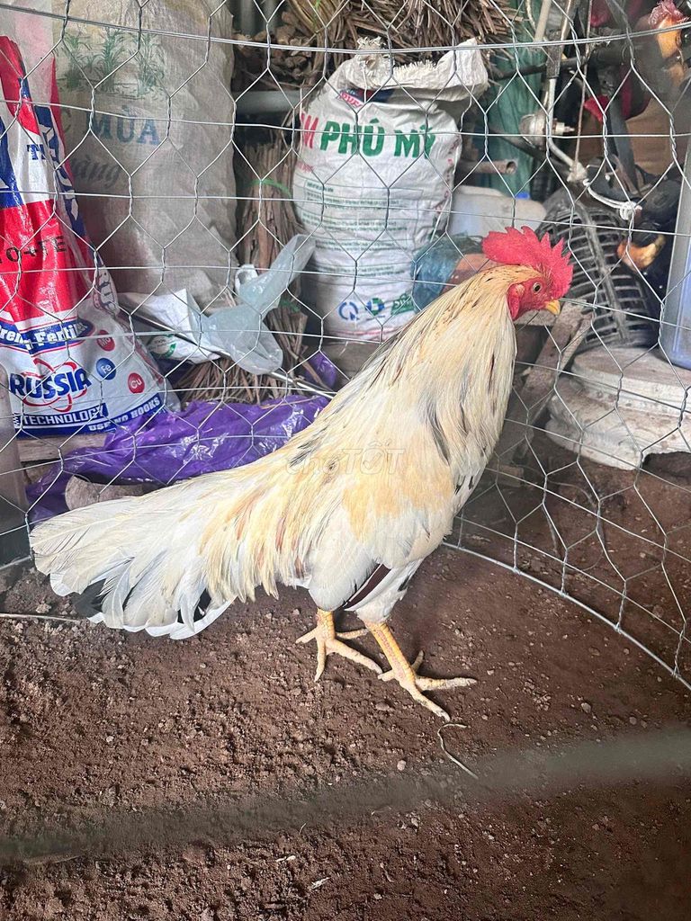 nghỉ choi gà nồi gl choi gà tre. Mua bán Gà tại Huyện Thới Lai Cần Thơ được đăng bởi Tai Pham hình 1