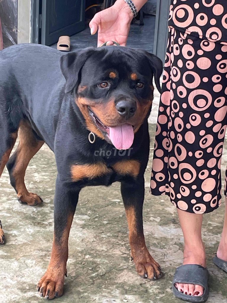 Chó Rottweiler cái thuần chủng. Mua bán Chó tại Huyện Thoại Sơn An Giang được đăng bởi Hữu Thọ hình 1