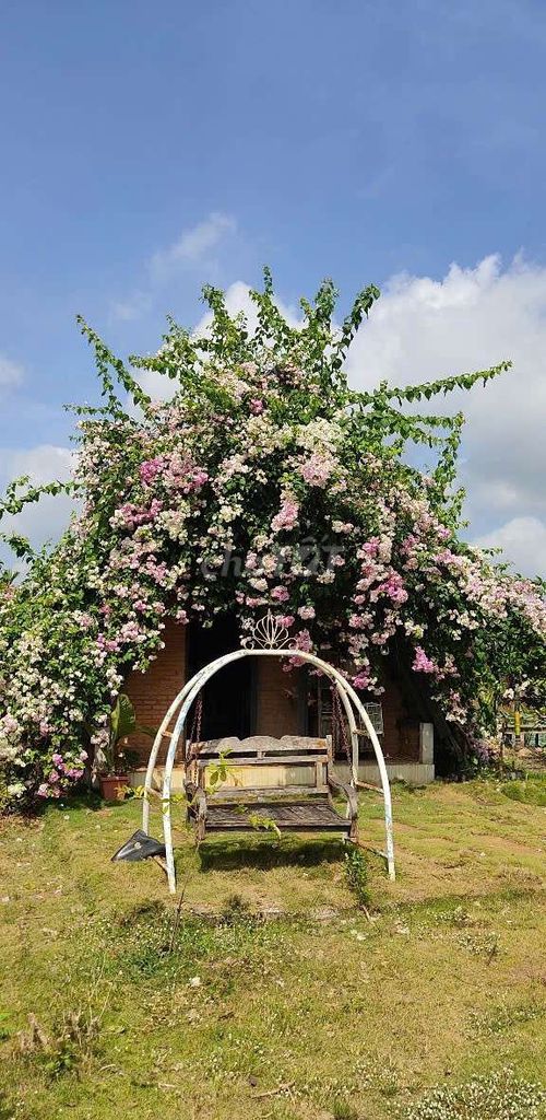 Cho thuê nguyên căn homestay 100k/1