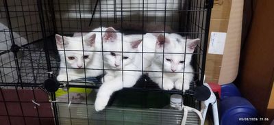 Mèo anh 5 tháng tuổi