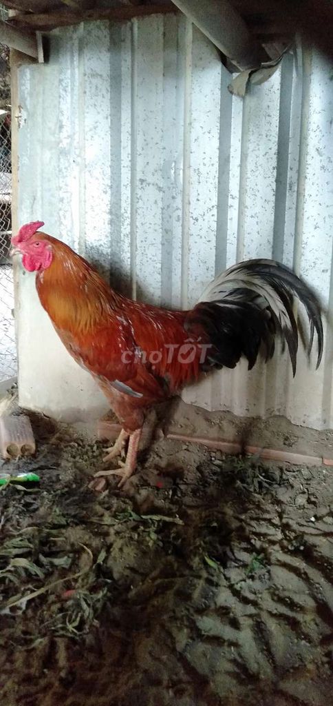 3,1 kg tơ zin tay con bò mau chơi. Mua bán Gà tại Huyện Phong Điền Cần Thơ được đăng bởi Ký cần Thơ  hình 1