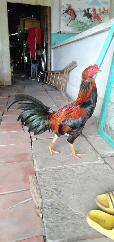 Gà trống 2.8kg Đỏ đen. Mua bán Gà tại Huyện Phong Điền Cần Thơ được đăng bởi Ký cần Thơ  hình 1