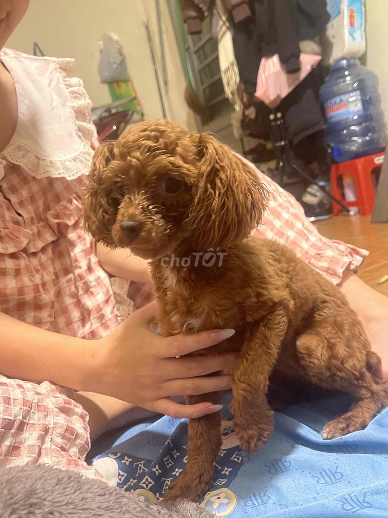 chó poodle màu vàng bò hơn 1tuổi. Mua bán Chó tại Huyện Đức Trọng Lâm Đồng được đăng bởi Nga hình 1