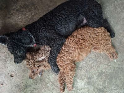 Chó. Mua bán Chó tại Thành phố Thủ Đức Tp Hồ Chí Minh được đăng bởi Ny Ny