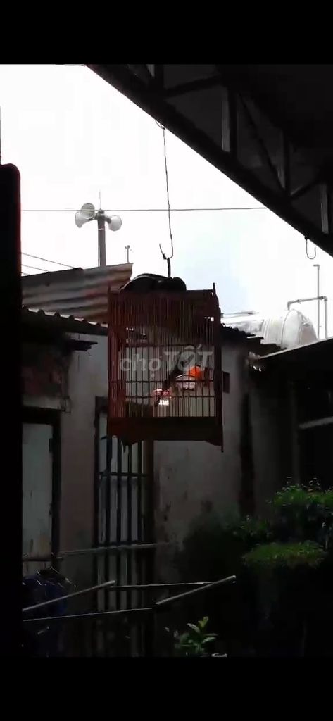 Chim bẩy đen. Mua bán Chim tại Huyện Củ Chi Tp Hồ Chí Minh được đăng bởi phúc hình 1