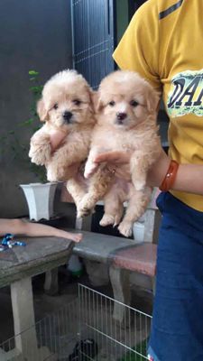 poodle. phốc hươu . phốc sóc. Mua bán Chó tại Thị xã Duy Tiên Hà Nam được đăng bởi Cô Cô