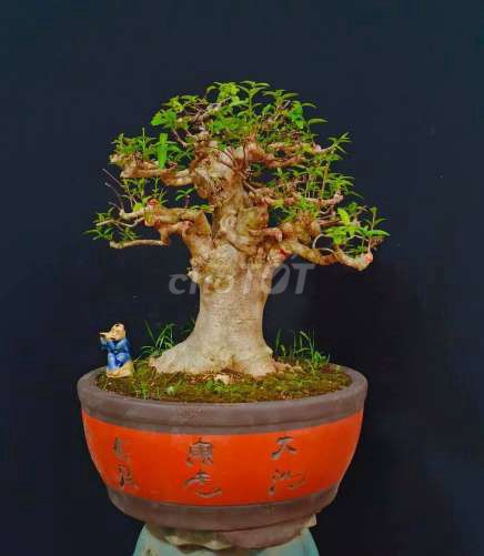 Cây Mai Chiếu Thủy bonsai cao 35cm