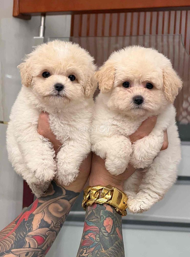 Chó Poodle con màu Kem mơ. Mua bán Chó tại Quận Bình Tân Tp Hồ Chí Minh được đăng bởi Trang  hình 1