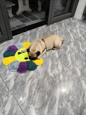 1 bé đực và 1bé  cái đang độ tuổi sinh sản. Mua bán Chó tại Huyện Nhơn Trạch Đồng Nai được đăng bởi Như y