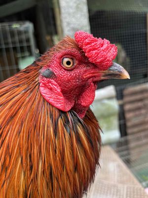 chích chập. Mua bán Gà tại Quận Thốt Nốt Cần Thơ được đăng bởi bổ ơi