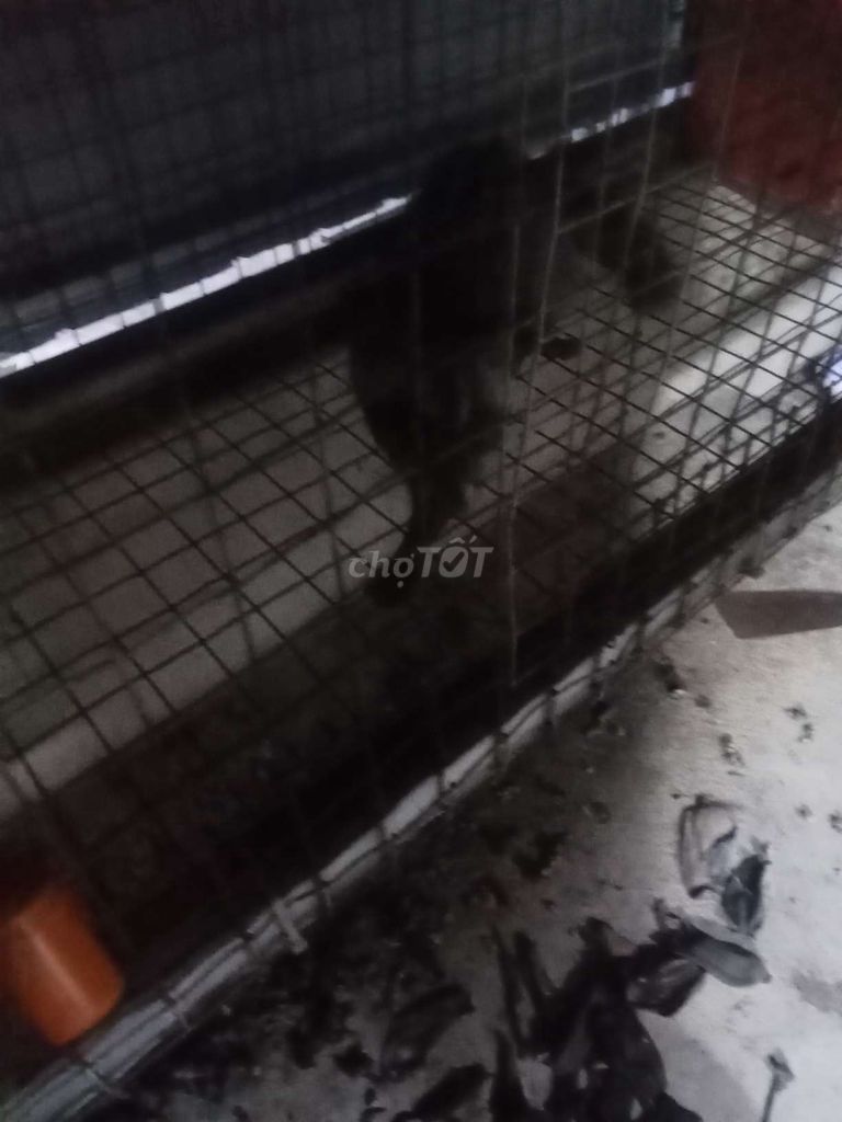 mướp hương . Mua bán Mèo tại Huyện Củ Chi Tp Hồ Chí Minh được đăng bởi Tài Võ hình 1