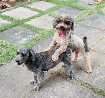 Poodle đực xám tiny 2 tuổi. Mua bán Chó tại Thành phố Bến Tre Bến Tre được đăng bởi Huy Gà Thái Nhập