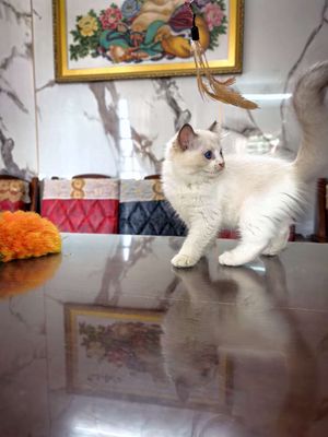 Công chúa Ragdoll màu seal cuối bầy. Mua bán Mèo tại Quận Sơn Trà Đà Nẵng được đăng bởi Rio