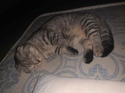 Mèo Munchkin Fold Cái 4.5 tháng Tabby xám bạc