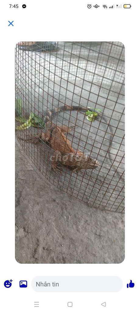 rồng nam mỹ. Mua bán Thú cưng khác tại Thành phố Thủ Đức Tp Hồ Chí Minh được đăng bởi Sandore hình 1