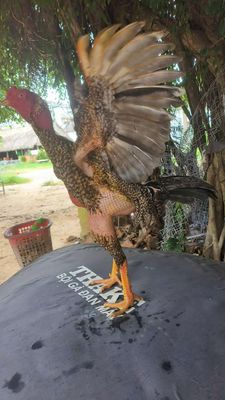 Bán nhanh cho ae ai có nhu cầu có fix. Mua bán Gà tại Huyện Châu Đức Bà Rịa - Vũng Tàu được đăng bởi Đ xy