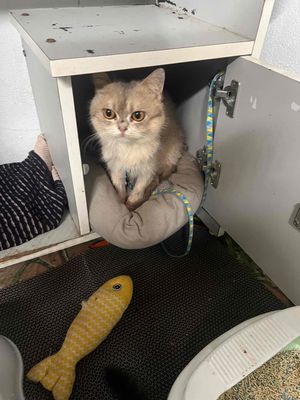 giảm tải bé mèo ald. Mua bán Mèo tại Thành phố Thái Bình Thái Bình được đăng bởi Ỉn