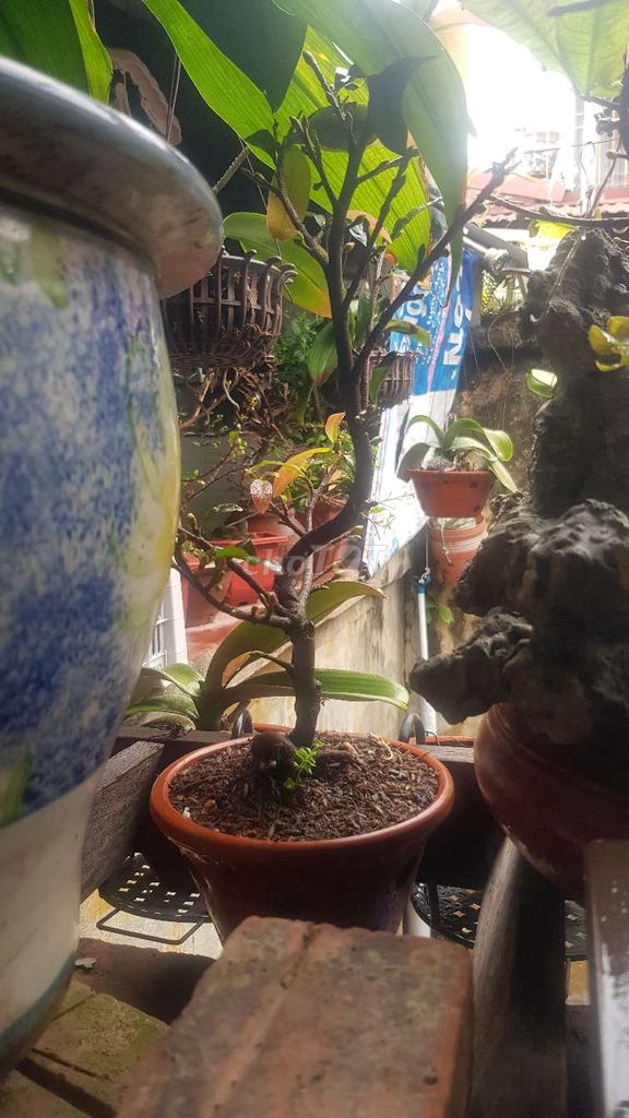 Cây cảnh Mai bonsai Để bàn mini. Mua bán Cây cảnh, đồ trang trí tại Quận Lê Chân Hải Phòng được đăng bởi Manh Nguyen hình 1