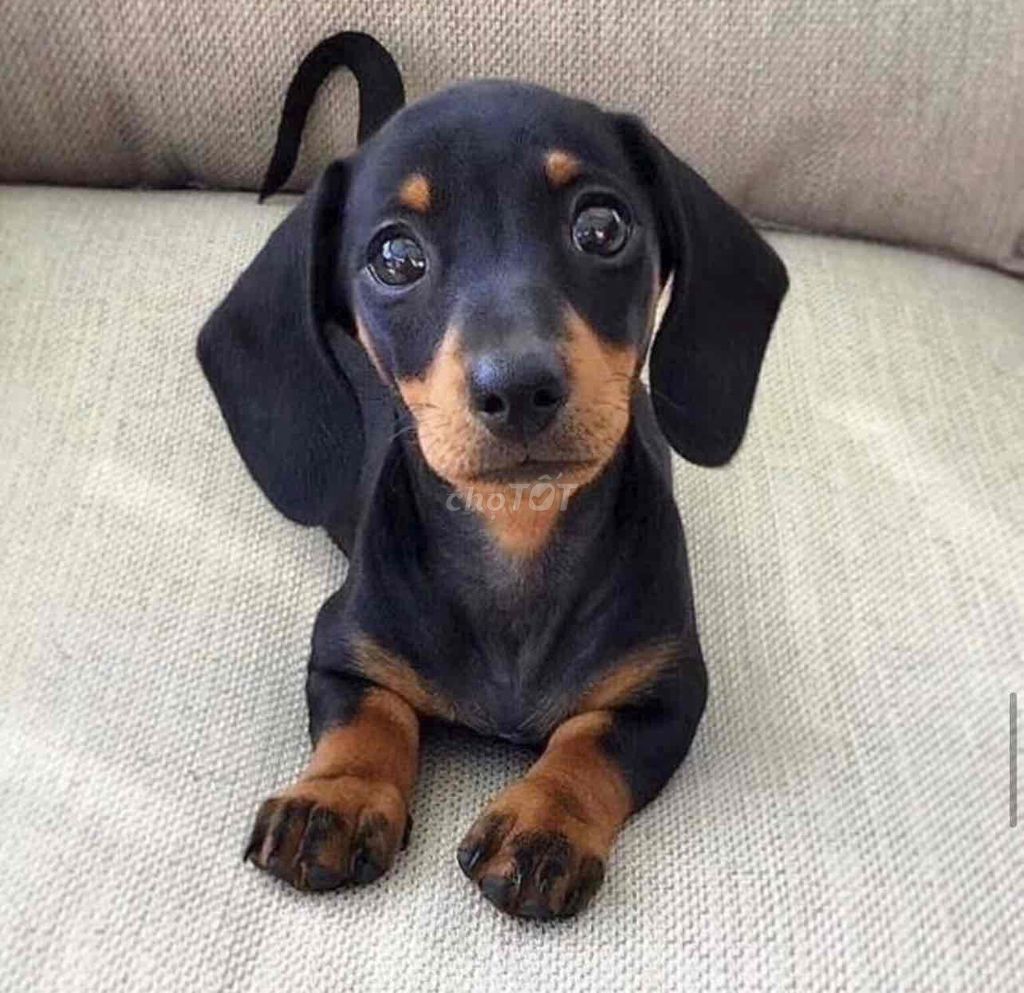 Chó lạp xưởng- Dachshund Đen vàng nhà đẻ. Mua bán Chó tại Thành phố Qui Nhơn Bình Định được đăng bởi Chaien Pet Shop hình 1