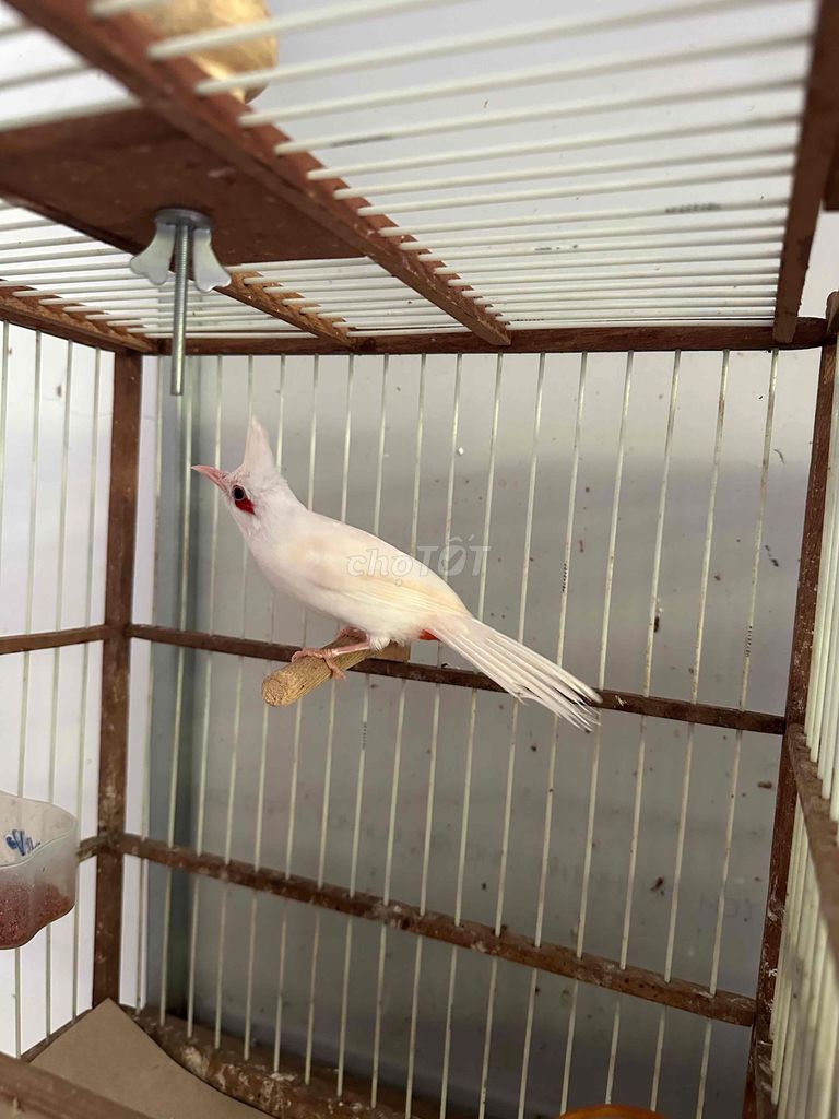 Chim chào mào trống Trắng chim tơ. Mua bán Chim tại Quận Gò Vấp Tp Hồ Chí Minh được đăng bởi tran binh trong hình 1