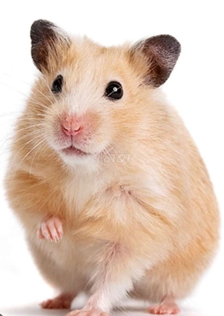 Chuột Hamster. Mua bán Thú cưng khác tại Huyện Phú Tân An Giang được đăng bởi Hoàng Loan  hình 1
