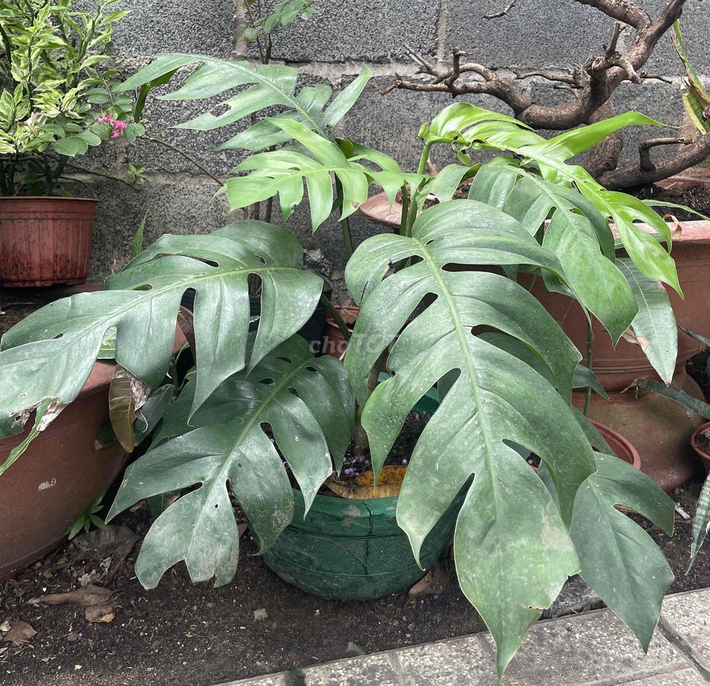 Cây cảnh Monstera Trầu bà lá xẻ. Mua bán Cây cảnh, đồ trang trí tại Thành phố Bà Rịa Bà Rịa - Vũng Tàu được đăng bởi jenna nguyen hình 1