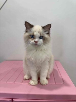 bé mèo Ragdoll thuần chủng cần gả. Mua bán Mèo tại Quận Nam Từ Liêm Hà Nội được đăng bởi Bảo Ngọc