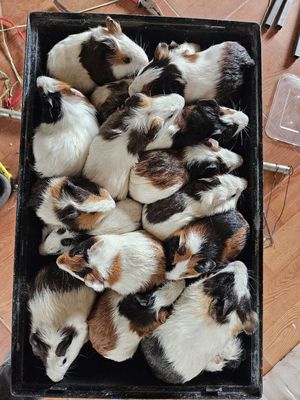 Đàn lang việt Đực