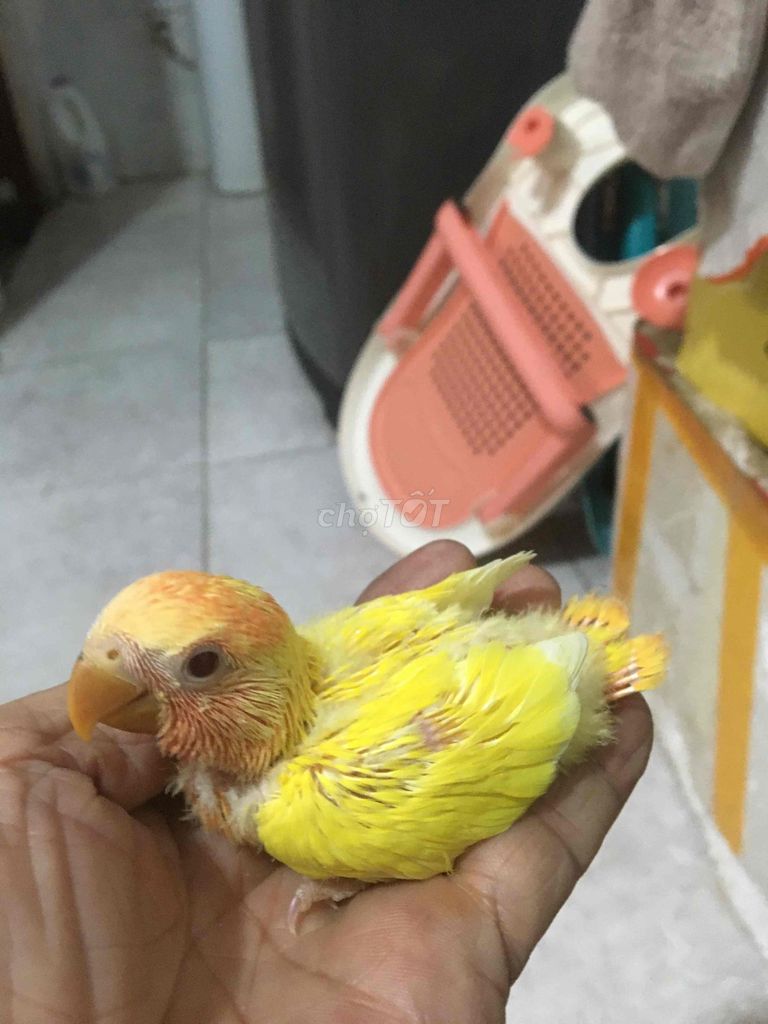 Chim cảnh Vàng cam Khỏe mạnh. Mua bán Chim tại Thành phố Thuận An Bình Dương được đăng bởi Bình Nguyễn hình 1