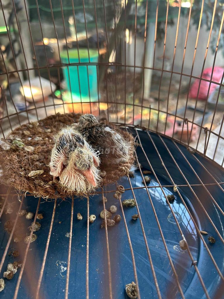 Chim cu gáy Thái bông non Đôi. Mua bán Chim tại Huyện Bến Lức Long An được đăng bởi Khoa hình 1