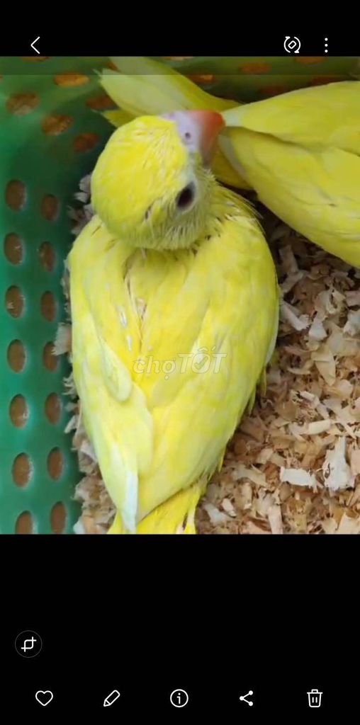 Chim Ringneck Vàng. Mua bán Chim tại Huyện Hóc Môn Tp Hồ Chí Minh được đăng bởi Như Lê hình 1