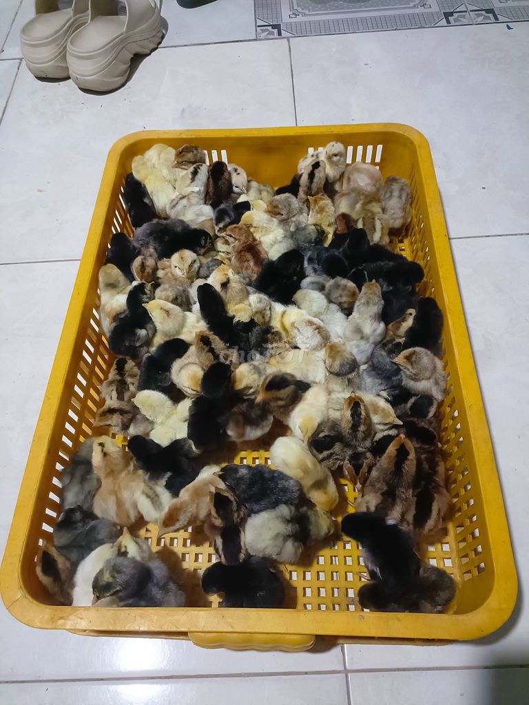 Gà Siu Mỹ Thái 10 ngày tuổi. Mua bán Gà tại Huyện Mỹ Tú Sóc Trăng được đăng bởi Tiền Gà  hình 1