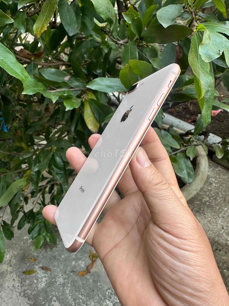 Apple iPhone 8 Plus 64GB Vàng hồng. Mua bán Điện thoại tại Huyện Châu Thành Tiền Giang được đăng bởi Mua bán dt  hình 1
