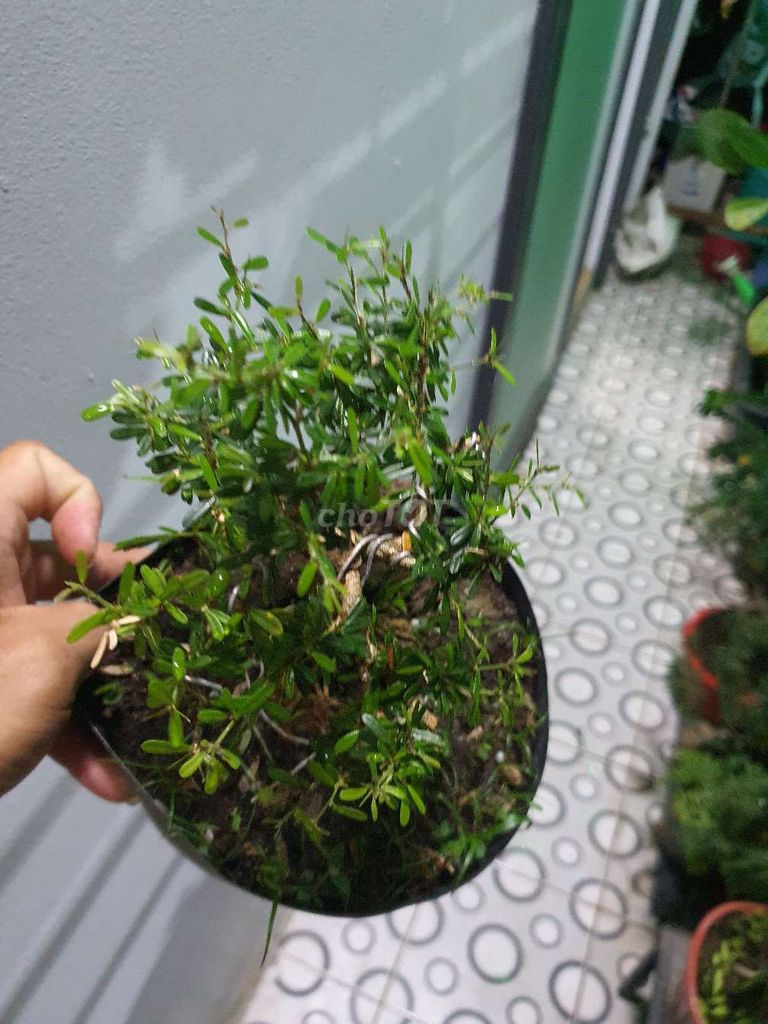 Bonsai mini Linh sam 86