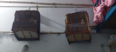 Chào cfe thanh lý ko nuôi nữa. Mua bán Chim tại Huyện Hóc Môn Tp Hồ Chí Minh được đăng bởi hùng phạm