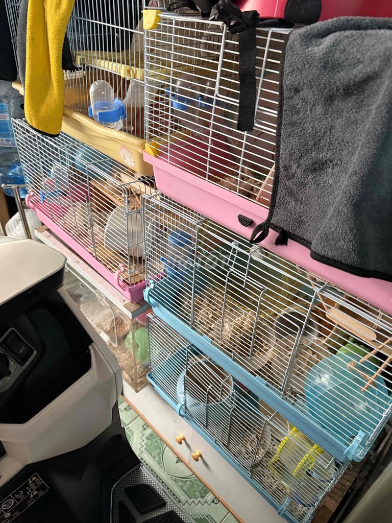 Hamster Robo Winter White nhiều màu. Mua bán Thú cưng khác tại Quận Bình Thạnh Tp Hồ Chí Minh được đăng bởi SyTuan hình 1
