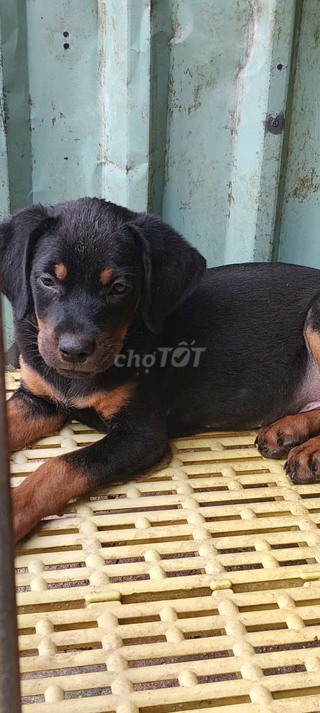Chó Rottweiler đực 2 tháng tuổi. Mua bán Chó tại Thị xã Bến Cát Bình Dương được đăng bởi Malinois bình dương  hình 1
